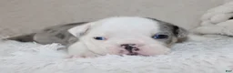 English Bulldog dogs for sale: Holly - Ad 6