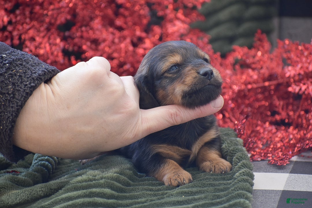 Miniature Dachshund dogs for sale: Austin - Ad 2