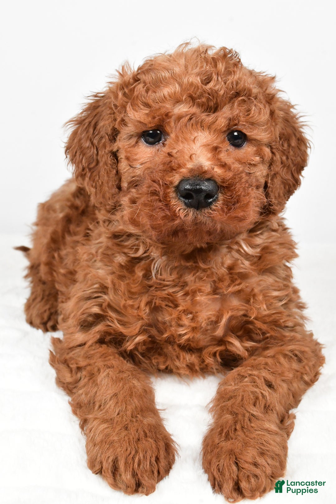 Mini Goldendoodle dogs for sale: Bently - Ad 2
