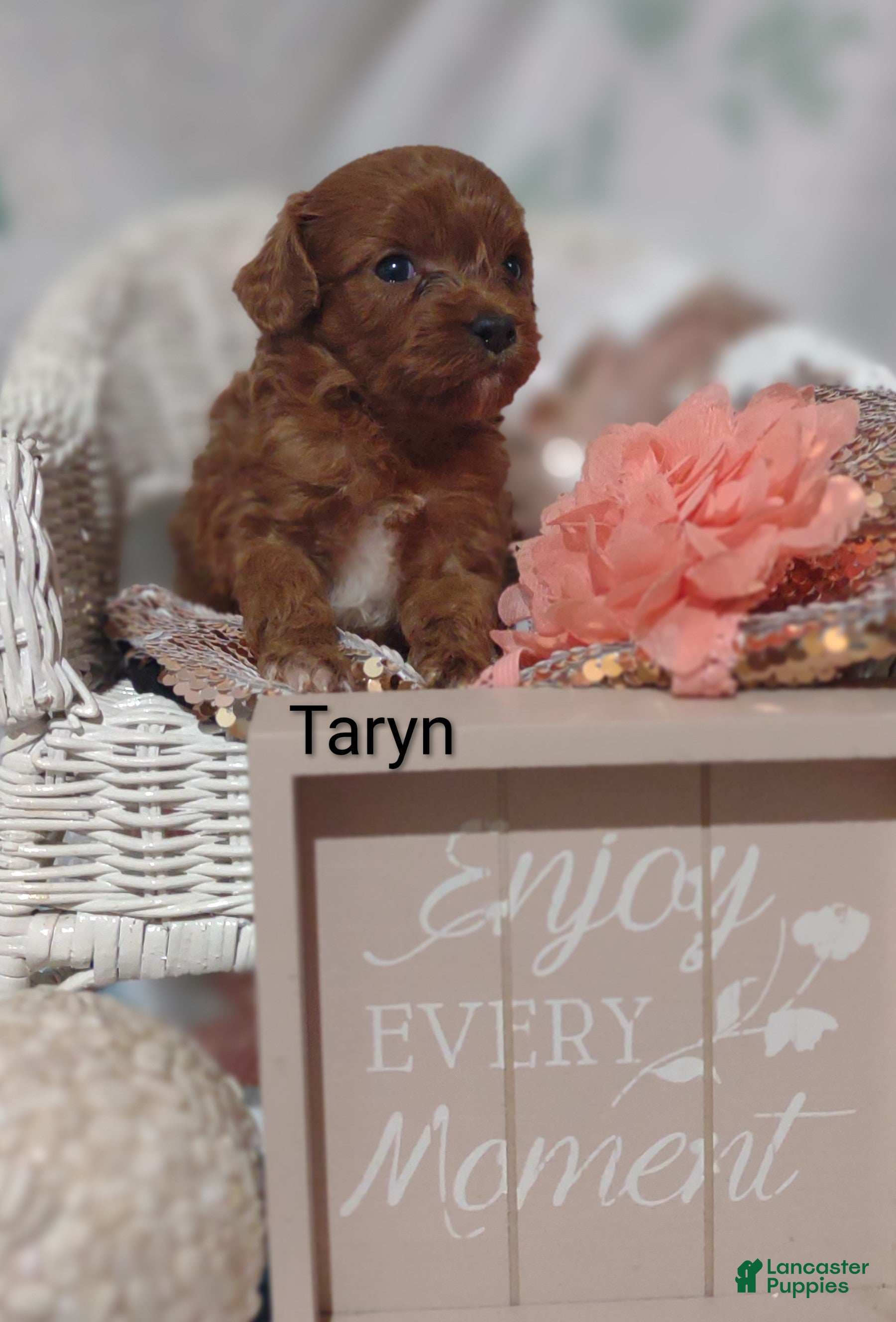 Cavapoo dogs Cavapoo 3 Taryn  - Ad 2