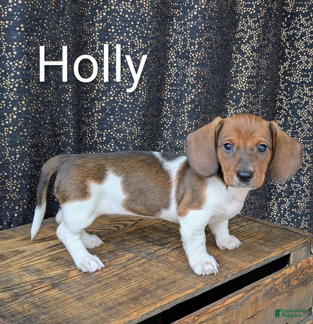 Dachshund dogs for sale: Holly - Ad 2
