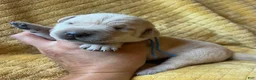 Labrador Retriever dogs for sale: Aaron - Ad 4