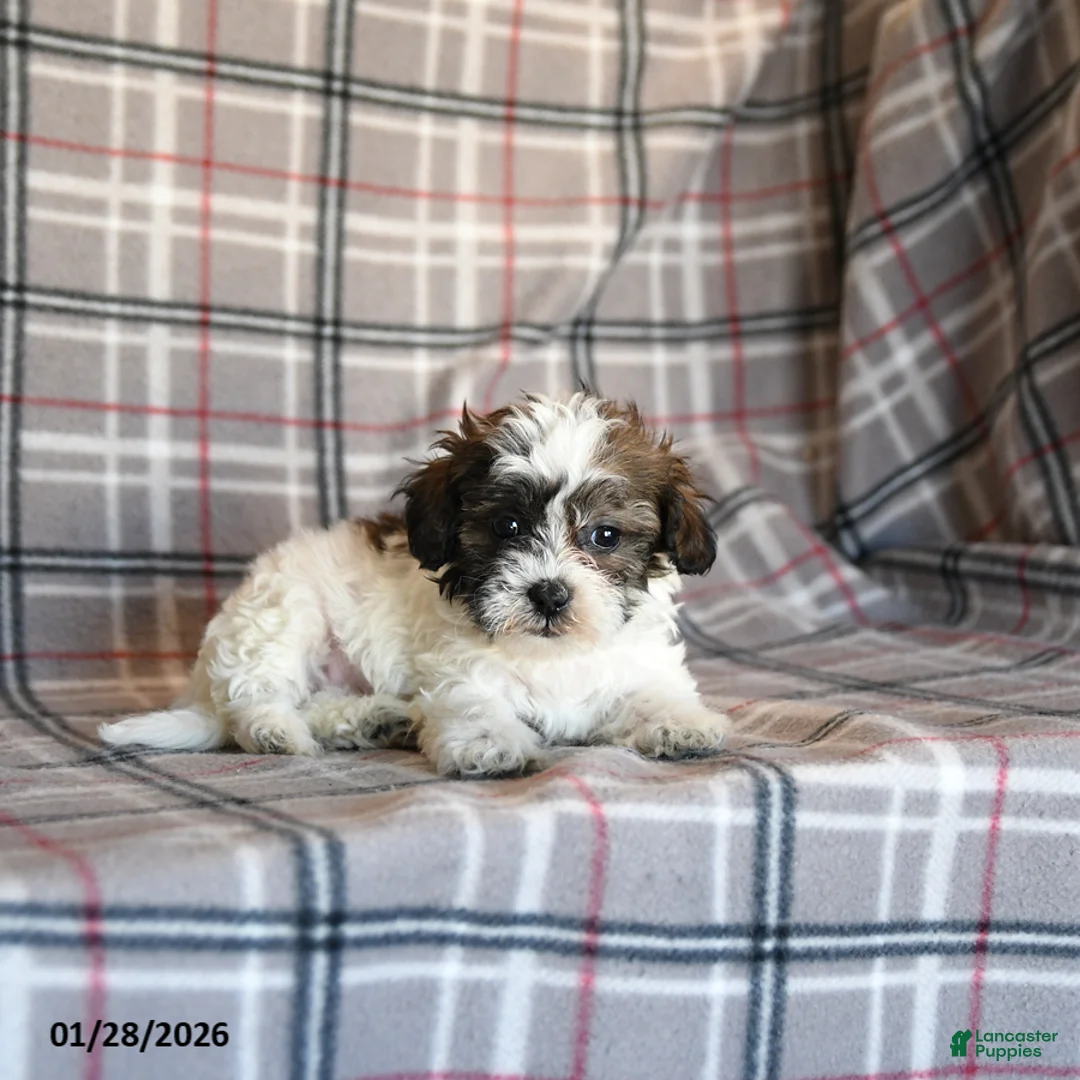 Mixed Breed dogs for sale: Quill - Ad 3