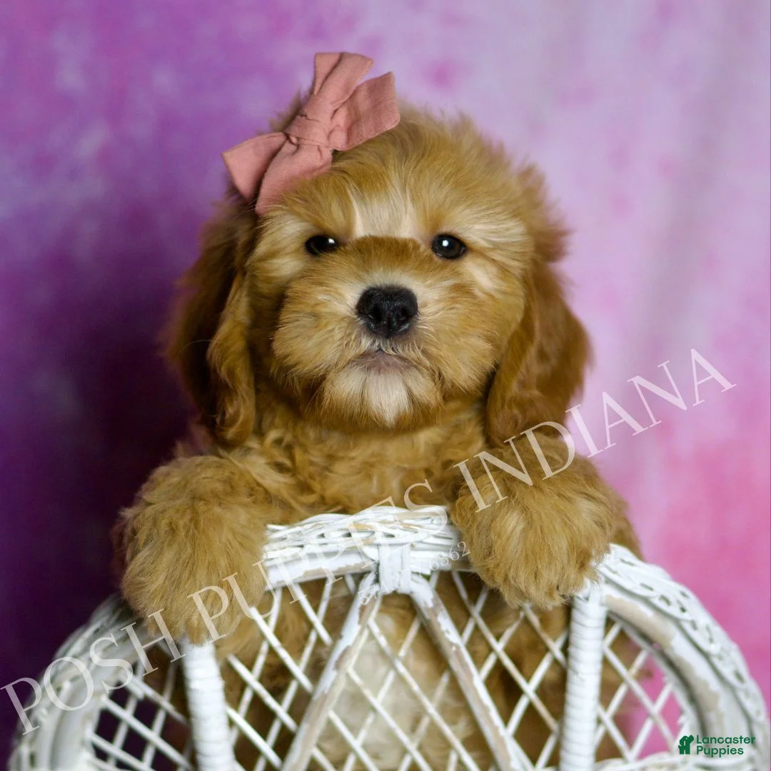 Mini Goldendoodle dogs for sale: Cleo - Ad 3