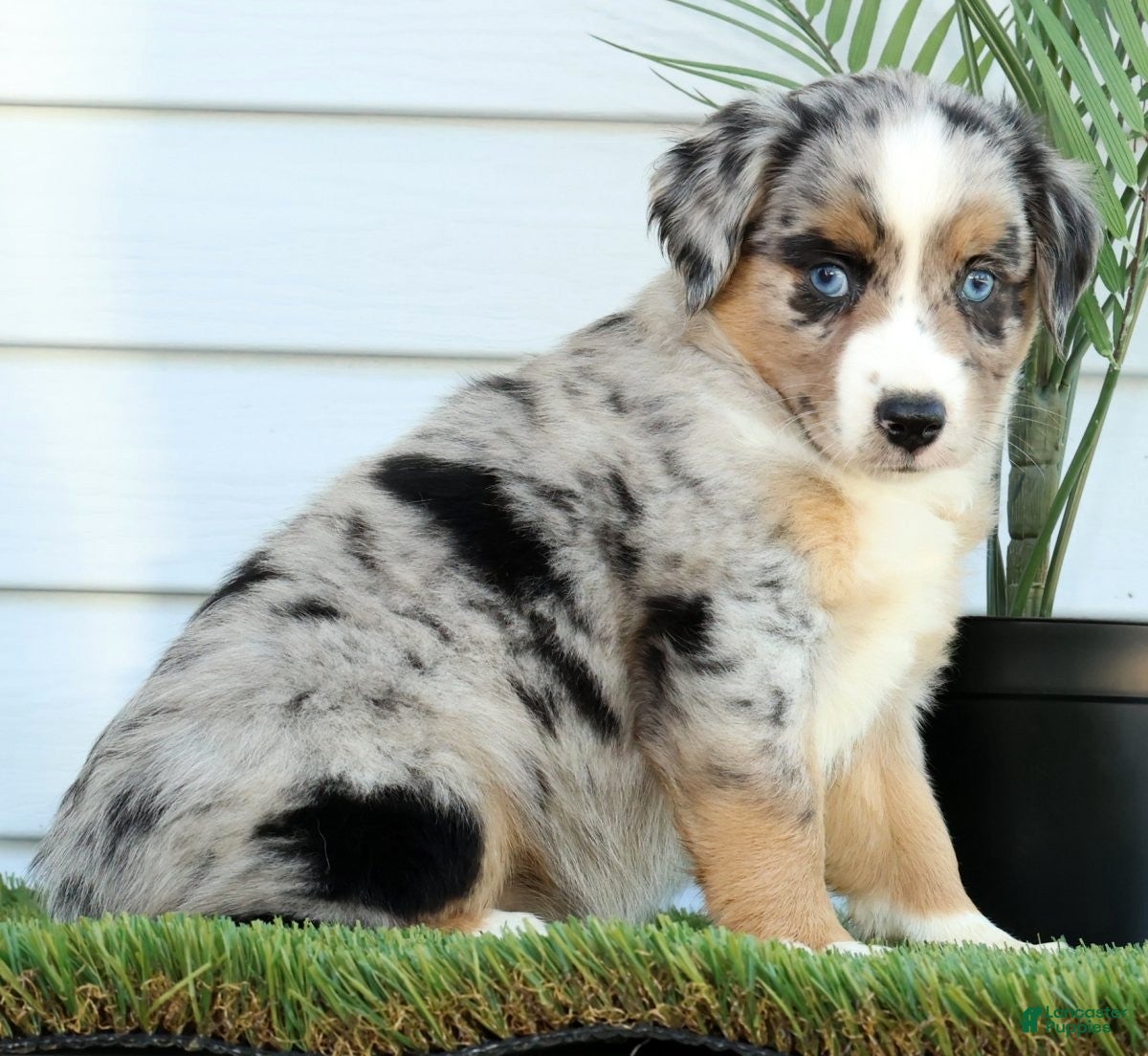 Miniature Australian Shepherd dogs for sale: Tracy - Ad 4
