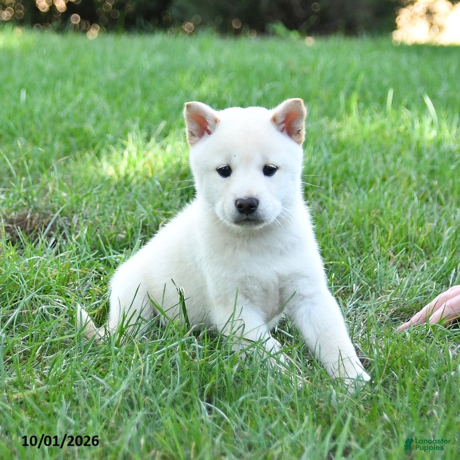 Shiba Inu dogs Griffin - Ad 1