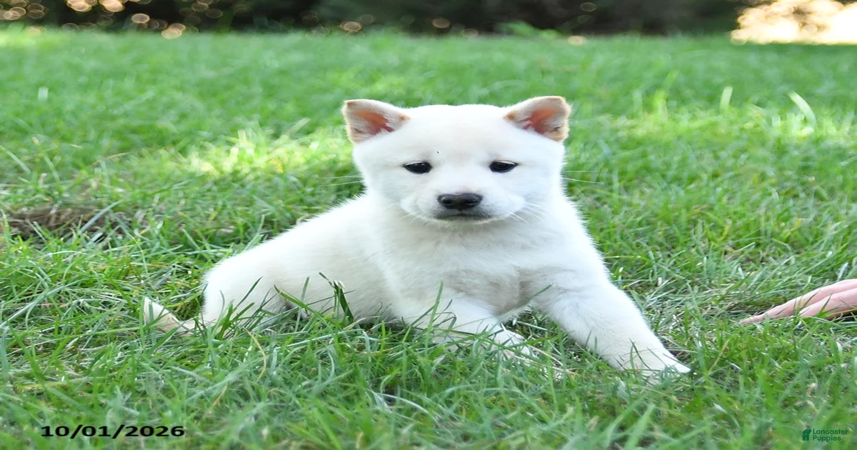 Griffin Shiba Inu for sale in Paradise | Lancaster Puppies