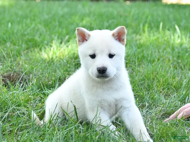 Shiba Inu dogs for sale: Griffin - Ad 1