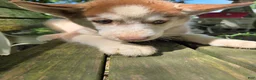 Siberian Husky dogs for sale: Valerie  - Ad 5