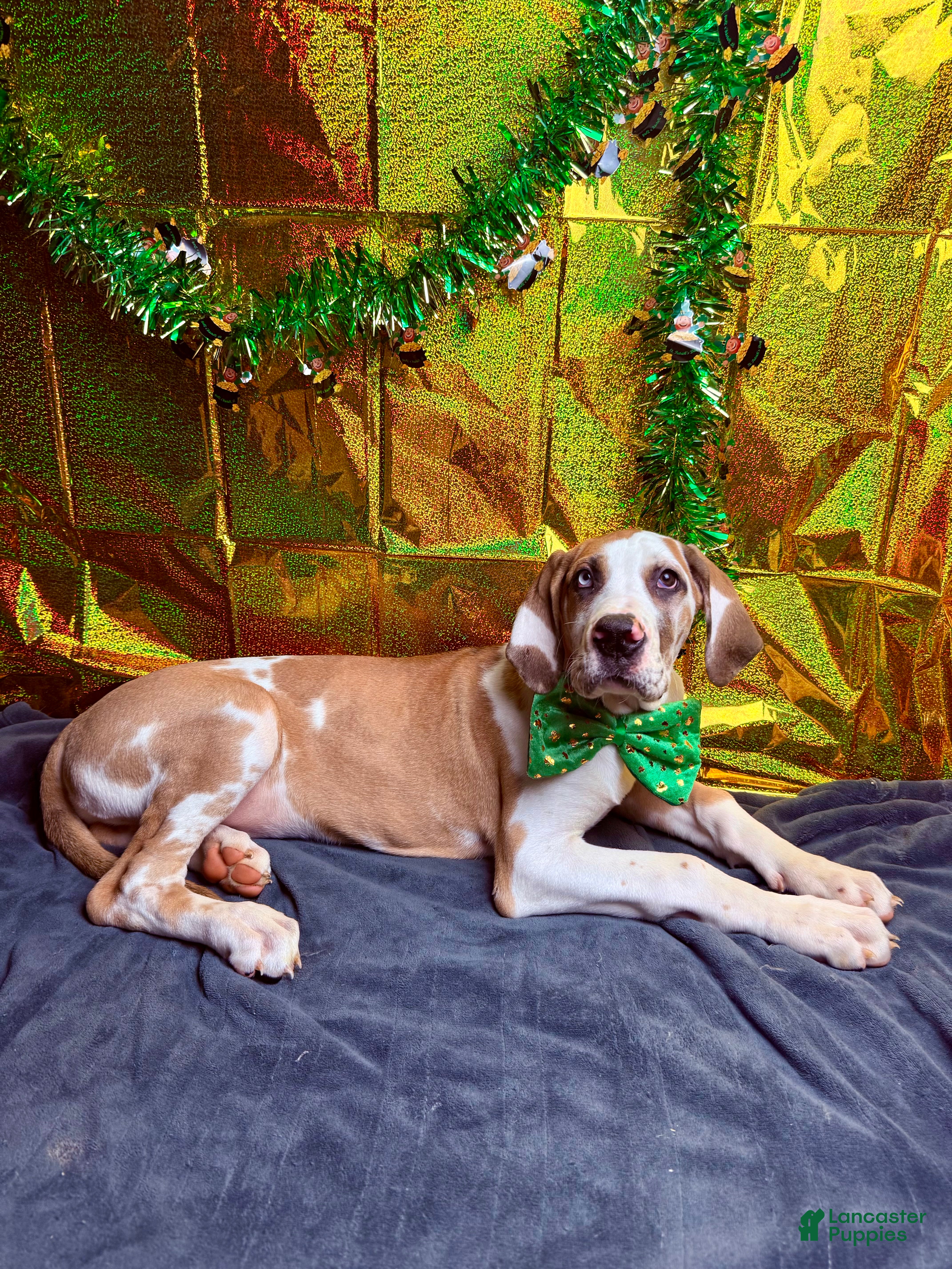 Great Dane dogs Fawnquin (Heavy Euro) - Ad 2