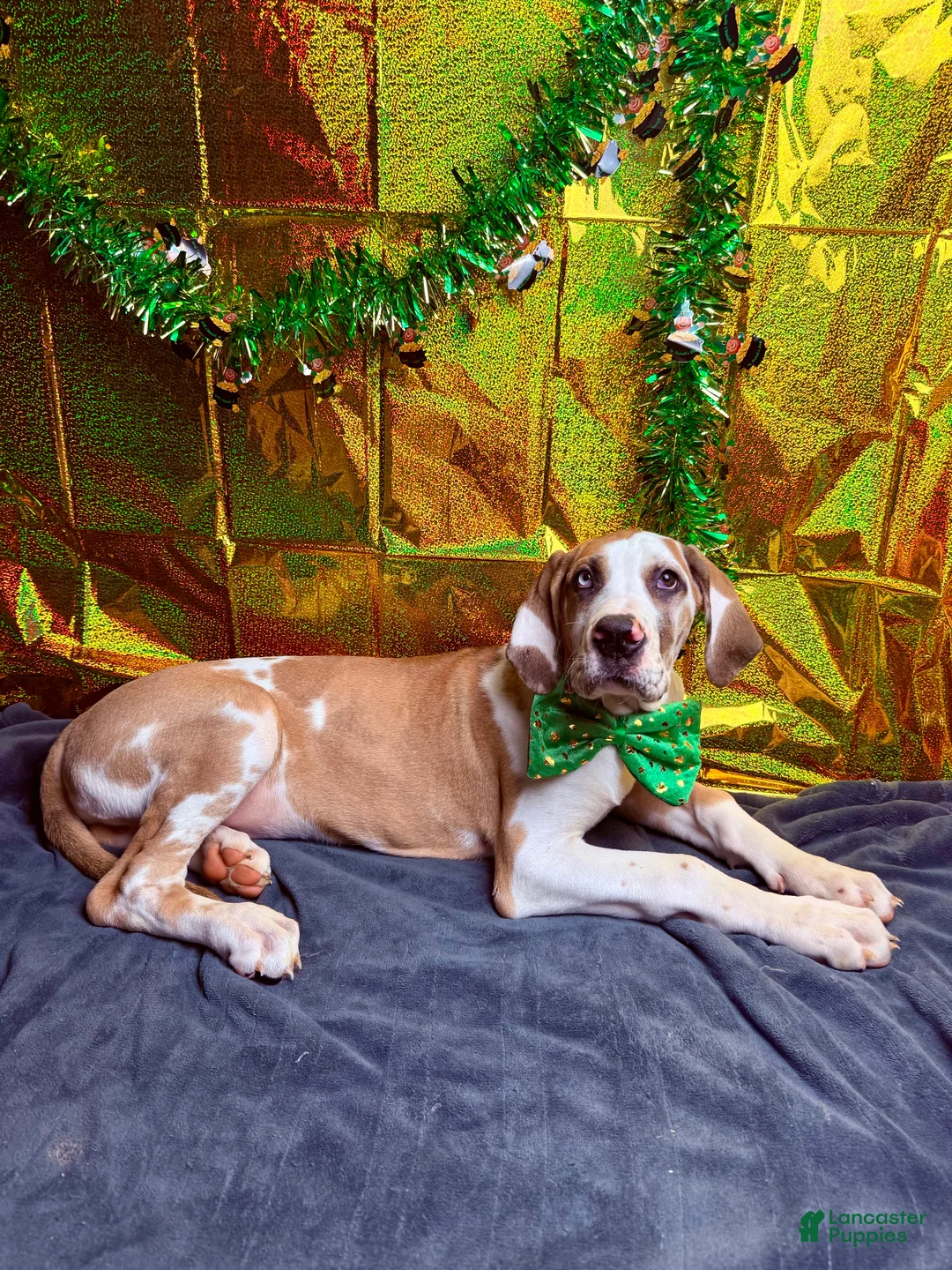 Great Dane dogs for sale: Fawnquin (Heavy Euro) - Ad 2