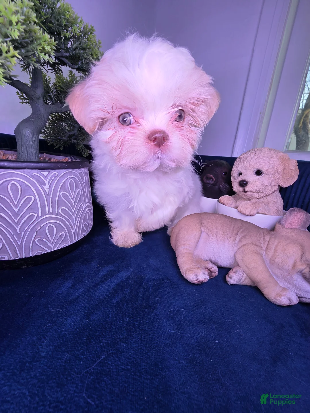 Shih Tzu dogs for sale: Shih Tzu Puppy 1 - Ad 3