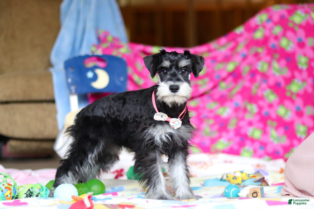 Miniature Schnauzer dogs for sale: Brianna - Ad 5