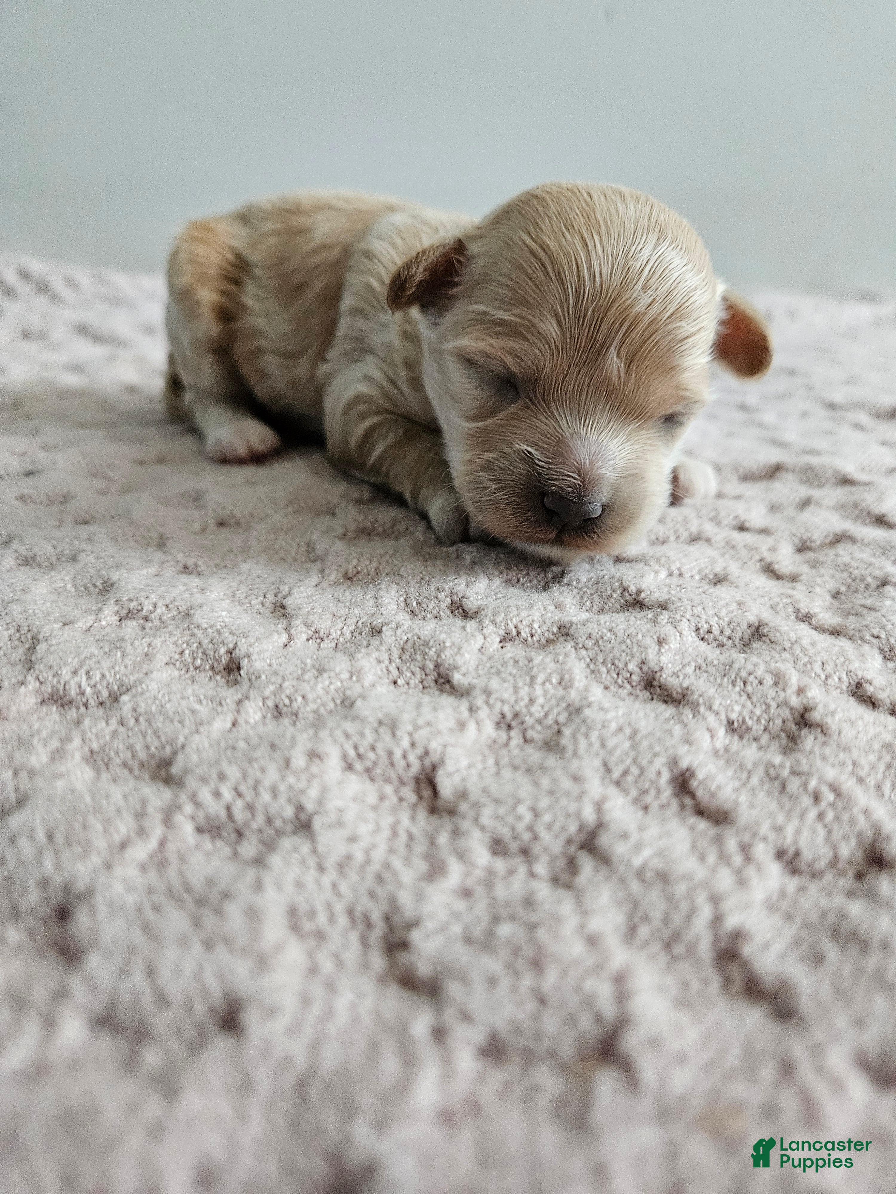 Cavapoo dogs Dolly - Ad 19