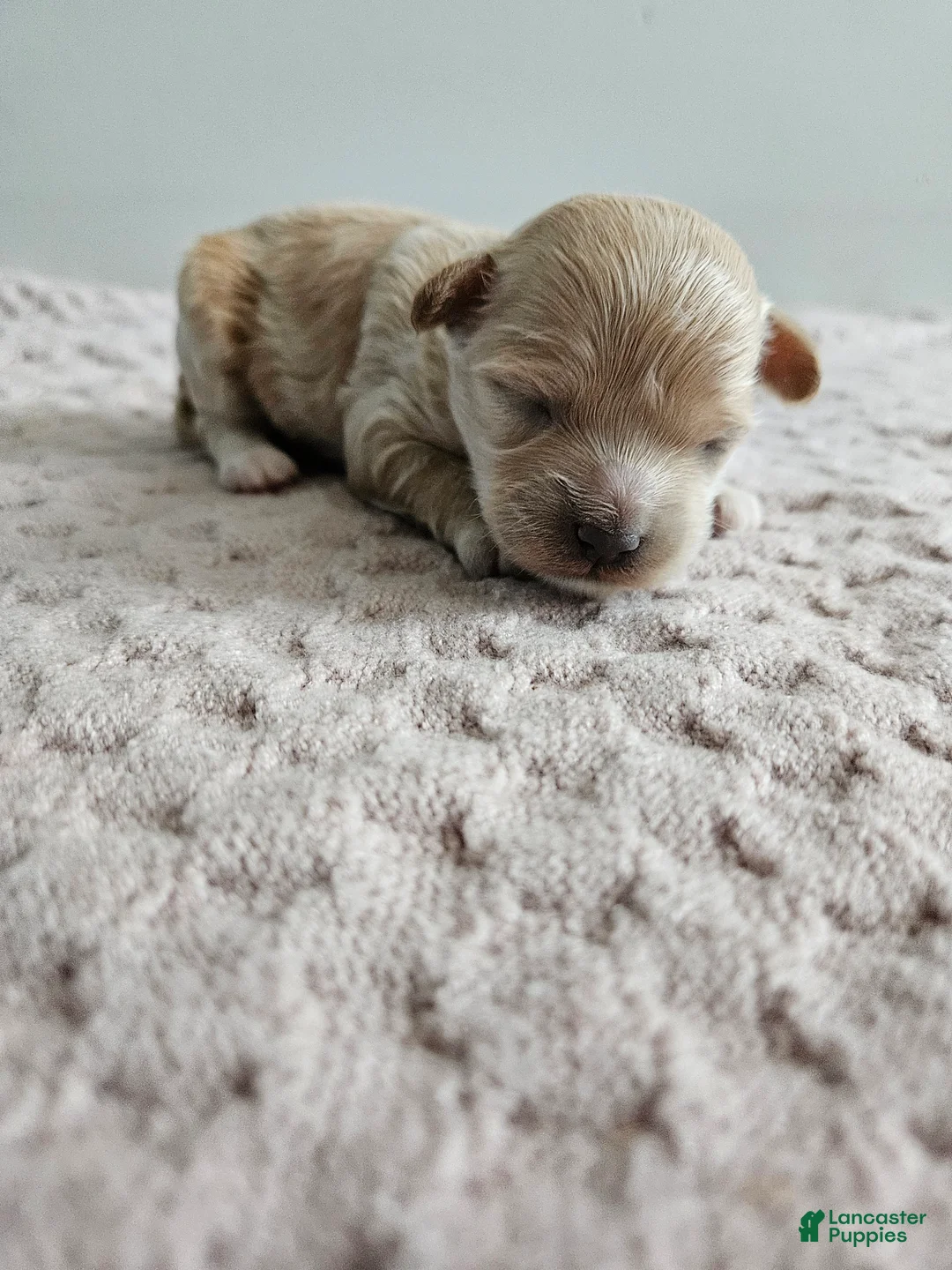 Cavapoo dogs for sale: Dolly - Ad 1