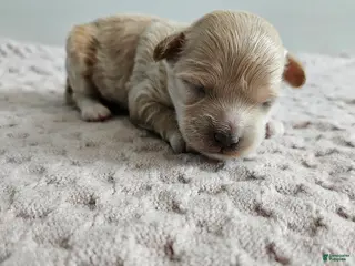 Cavapoo dogs Dolly - Ad 27