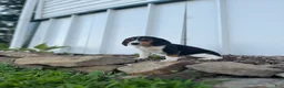 Beagle dogs for sale: Beagle 1 - Ad 5