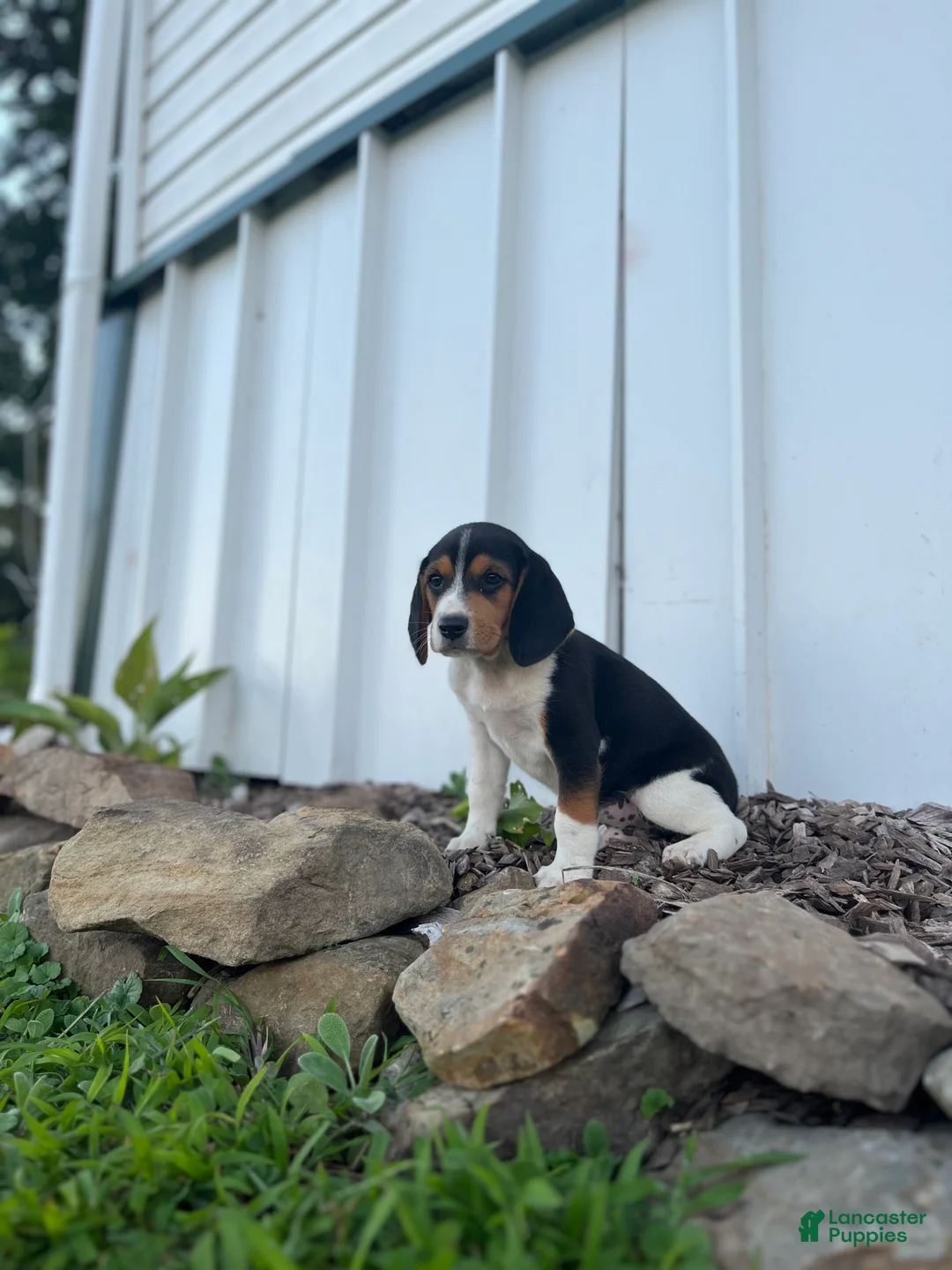 Beagle dogs for sale: Beagle 1 - Ad 5