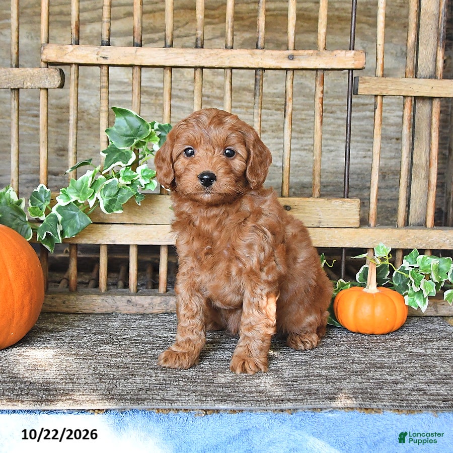 Mini Goldendoodle dogs for sale: Coral - Ad 1