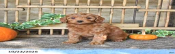 Mini Goldendoodle dogs for sale: Coral - Ad 1