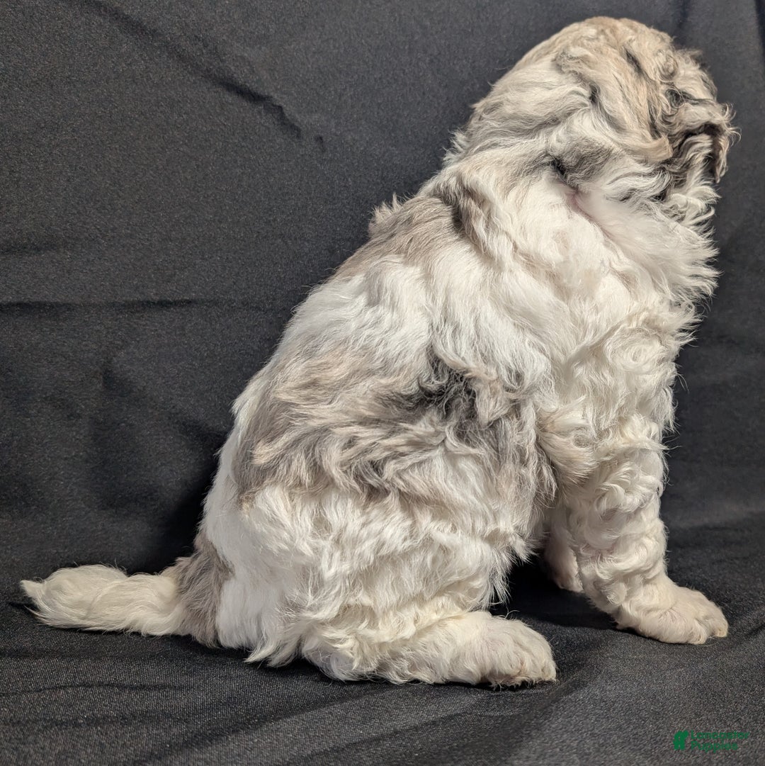 Mixed Breed dogs for sale: Connor  - Ad 8