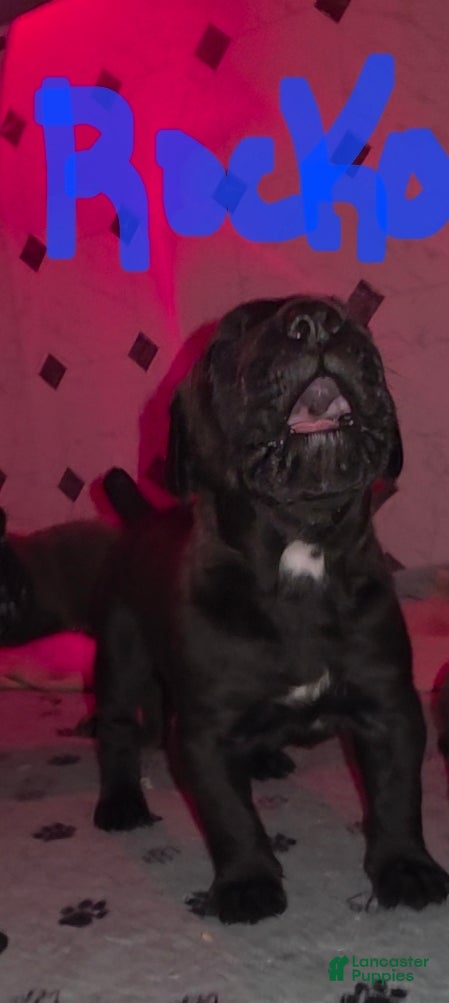 Cane Corso dogs Rocko (green collar) - Ad 2