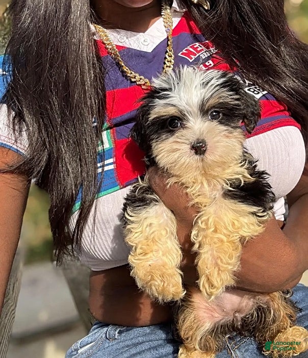 Yorkiepoo dogs for sale: Miley - Ad 1