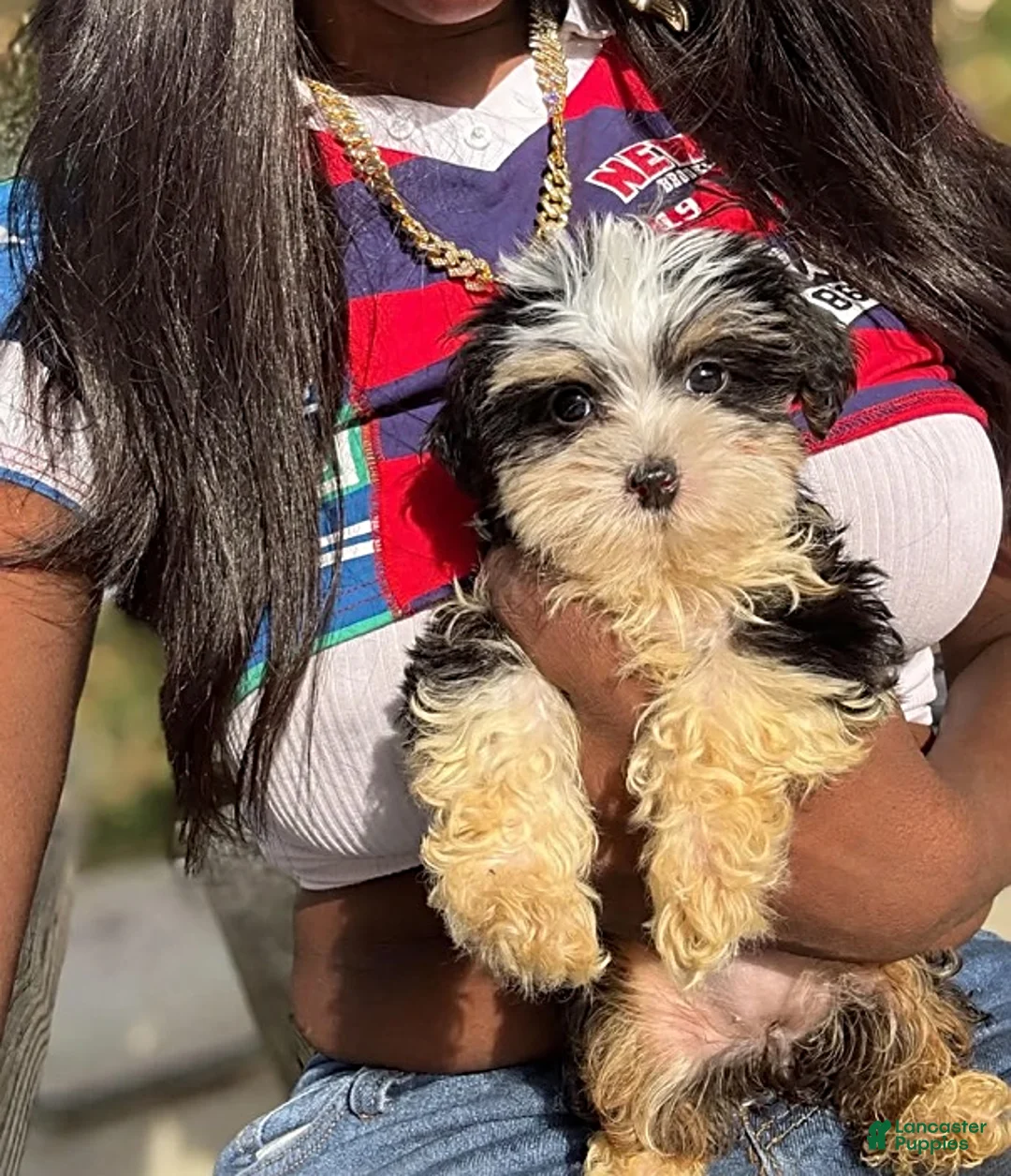 Yorkiepoo dogs for sale: Miley - Ad 1