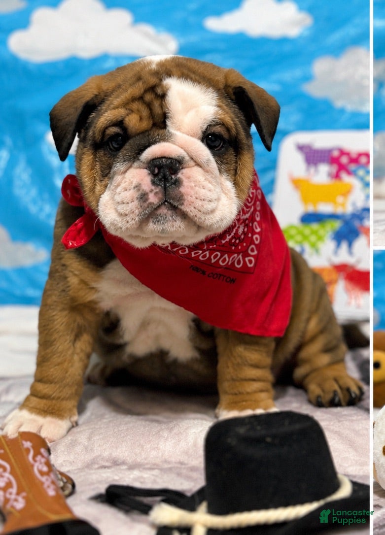 English Bulldog dogs for sale: Woody - Ad 4