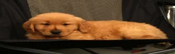 Golden Retriever dogs for sale: Rob - Ad 7