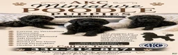 Miniature Poodle dogs for sale: Marco  - Ad 4
