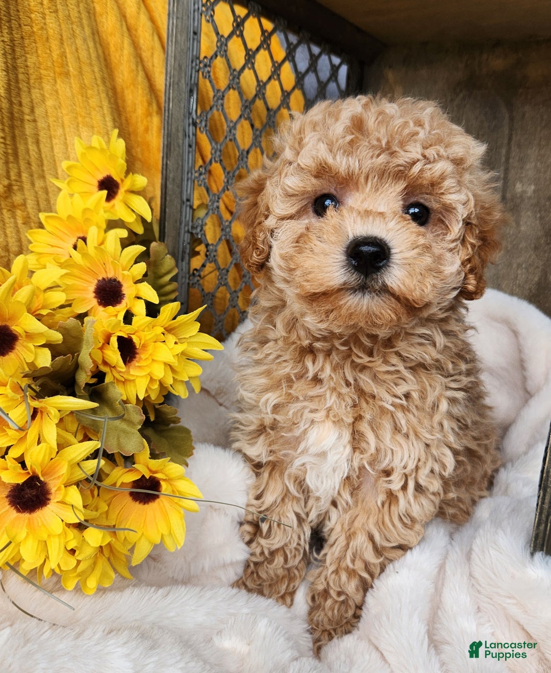 Toy Poodle dogs for sale: Cleo - Ad 6