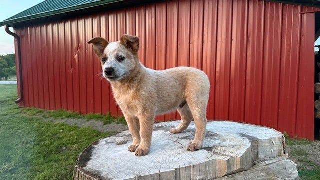 Australian Cattle Dog dogs for sale: Toby Keith_Male - Ad 4