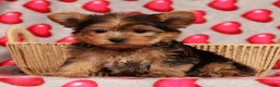 Yorkshire Terrier dogs for sale: Teddy - Ad 1
