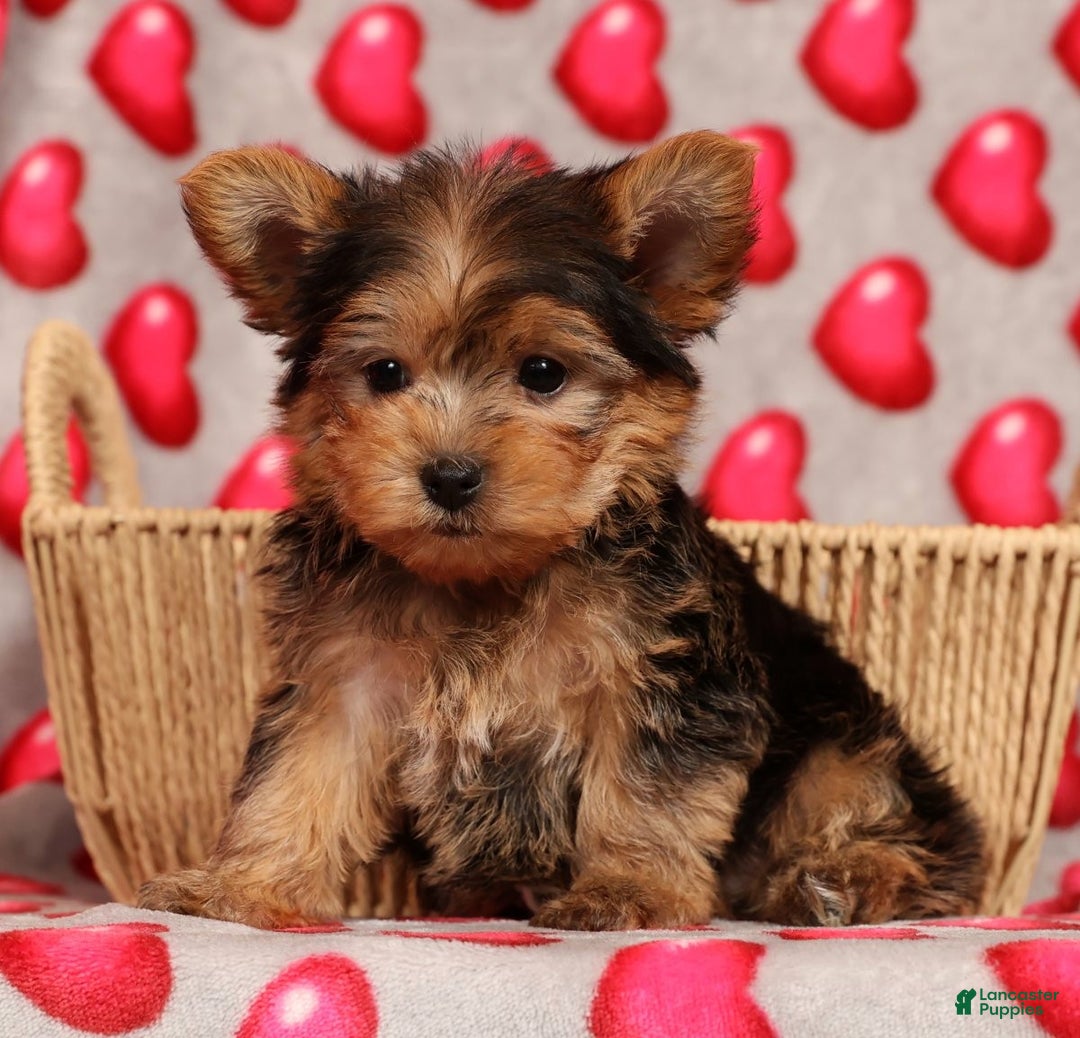Yorkshire Terrier dogs for sale: Teddy - Ad 1