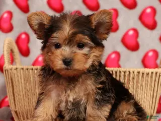 Yorkshire Terrier dogs Teddy - Ad 35