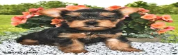 Yorkshire Terrier dogs for sale: Ebony - Ad 3