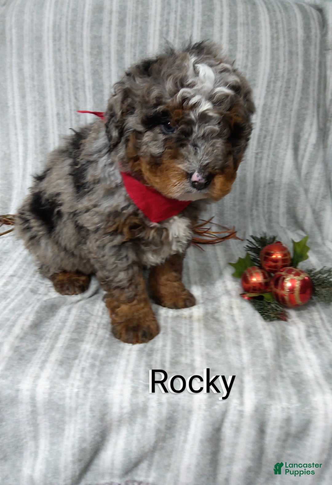 Mini Bernedoodle dogs for sale:  Rocky  - Ad 2