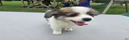 Pomchi dogs for sale: Brandy - Ad 9