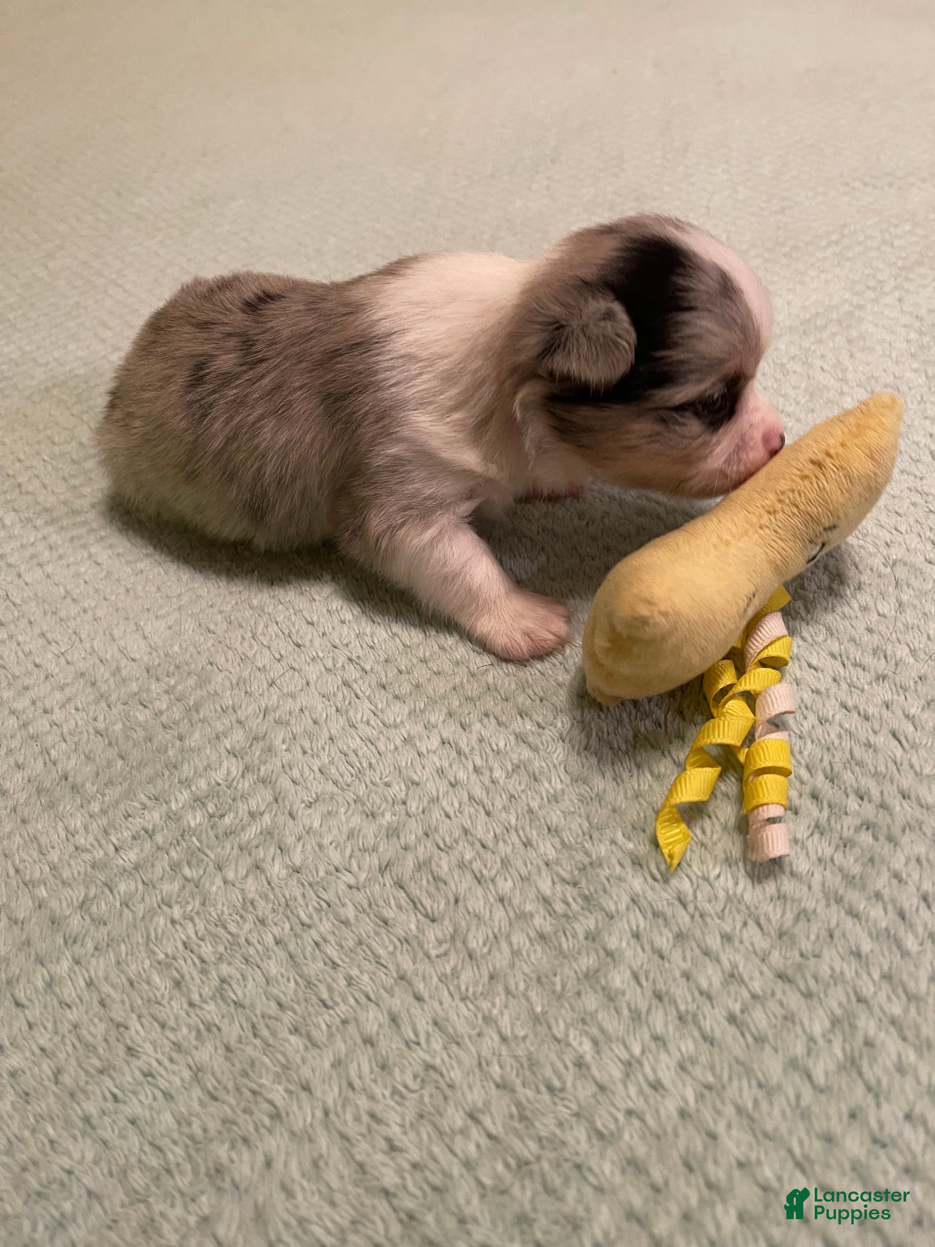 Chihuahua dogs for sale: Chihuahua 5 - Ad 2