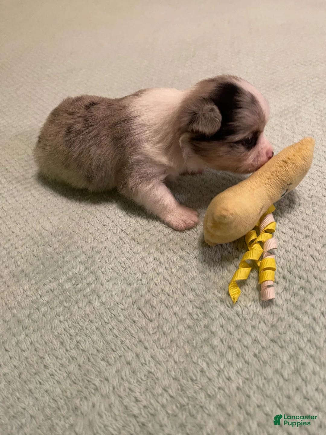 Chihuahua dogs for sale: Chihuahua 5 - Ad 1