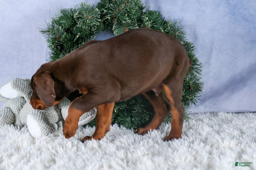 Doberman Pinscher dogs for sale: TYSON - Ad 15