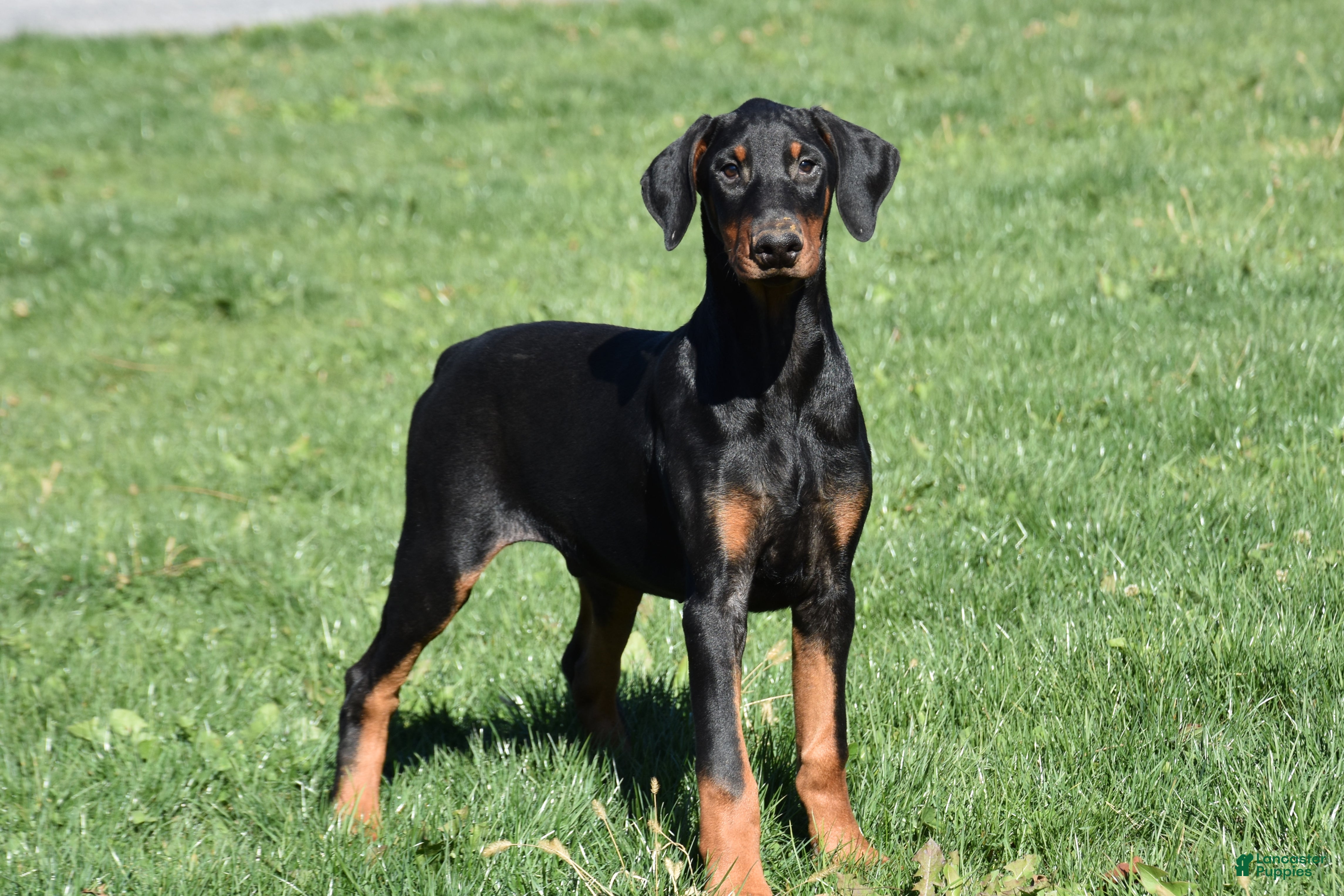 Doberman Pinscher dogs Kevin - Ad 1
