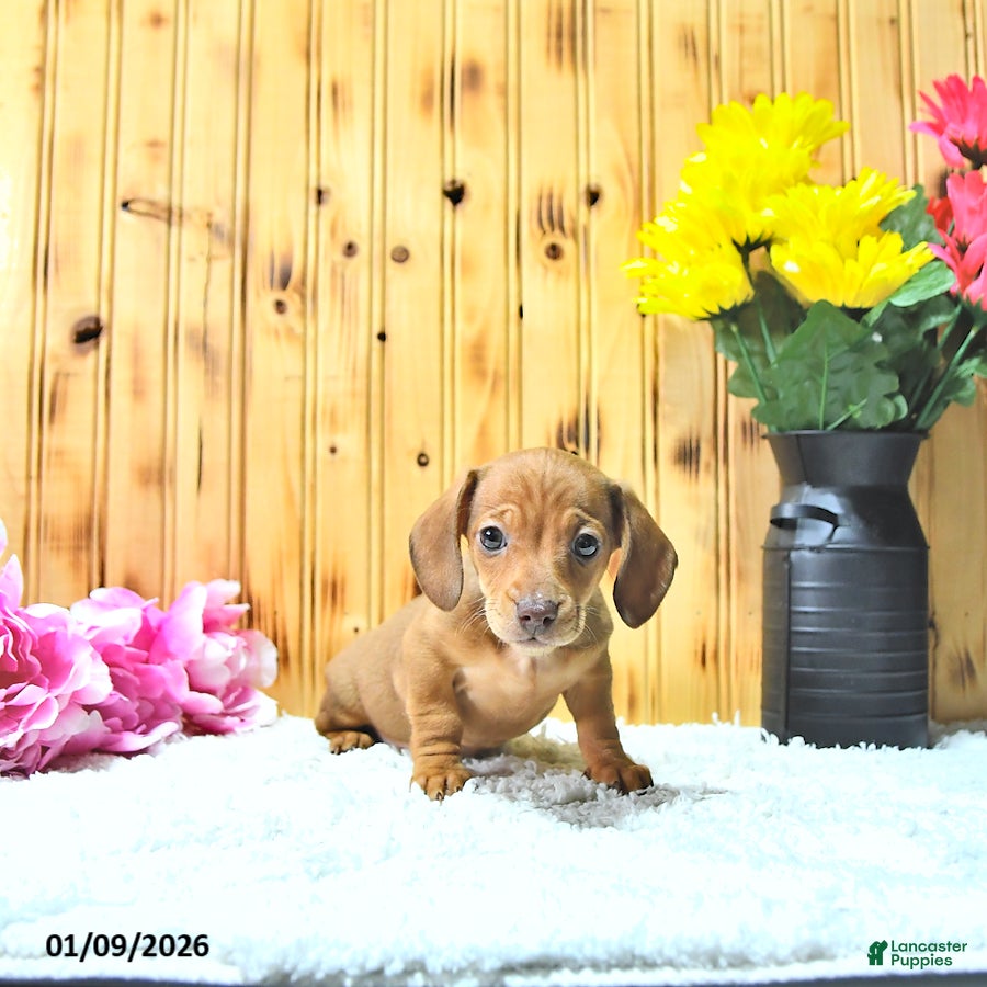 Miniature Dachshund dogs Stella - Ad 40