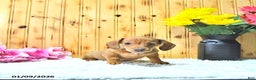 Miniature Dachshund dogs for sale: Stella - Ad 1