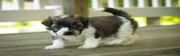 Havanese dogs for sale: Iris Havanese  - Ad 14