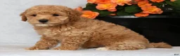 Bichpoo dogs for sale: Gander - Ad 4