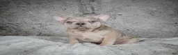 French Bulldog dogs for sale: Axel - Ad 5