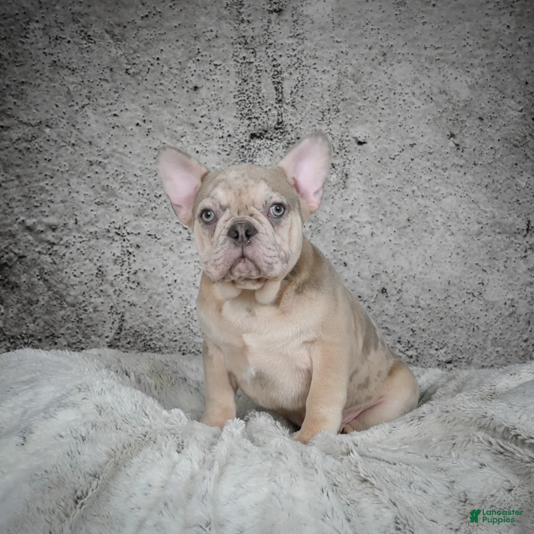 French Bulldog dogs for sale: Axel - Ad 5