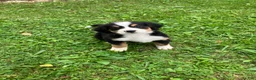 Bernese Mountain Dog dogs for sale: Akc Melissa - Ad 6